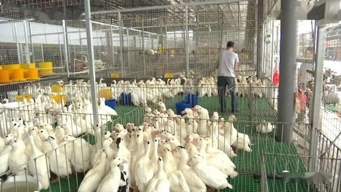 梧州将逐步取消农贸市场生鸡,生鸭等活禽交易,看看市民和商户怎么说